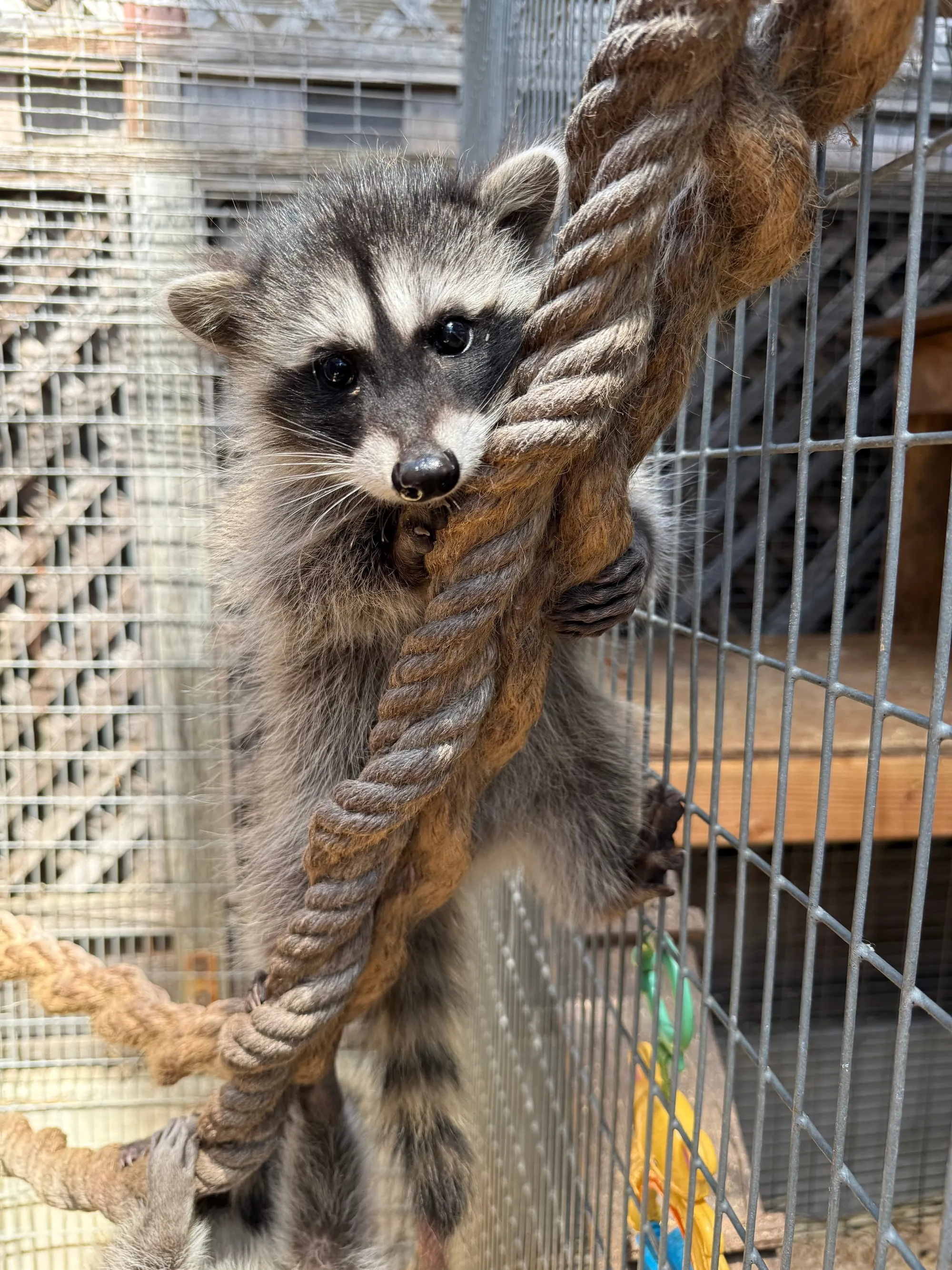 A young raccoon gripping a rope in an outdoor enclosure at the center