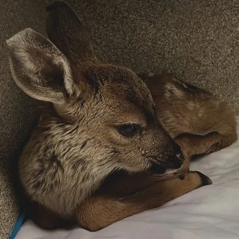 Two fawns curled together, one looking toward the camera