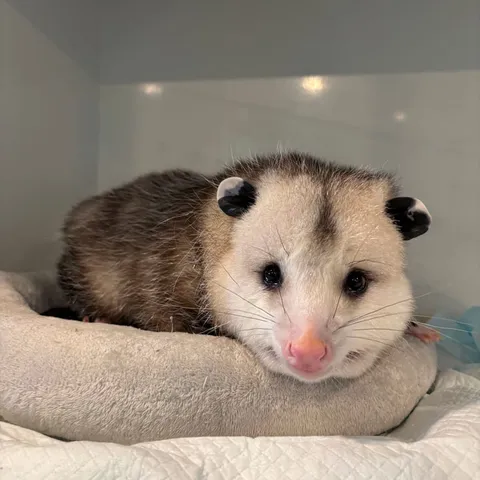 A young opossum with pale face and dark eyes, looking at the camera from a bed of leaves