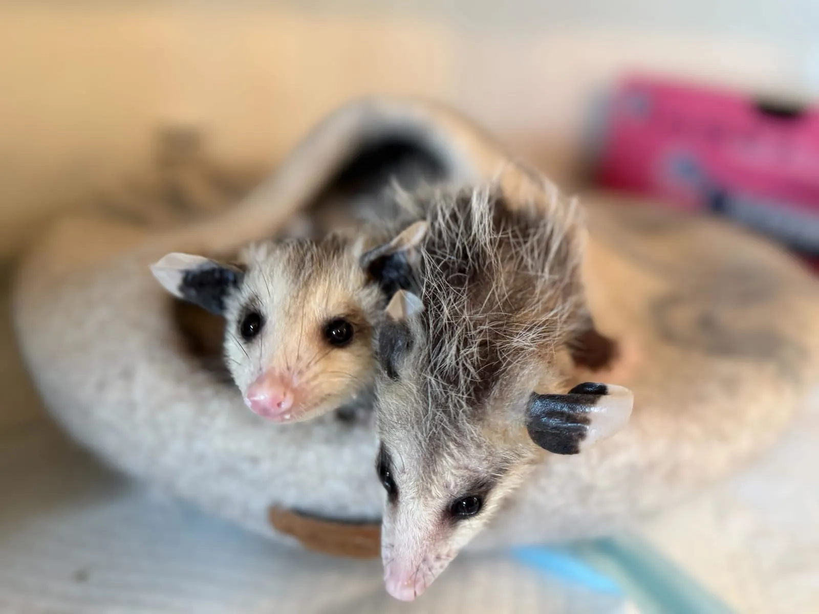 A volunteer bottle-feeding a baby raccoon