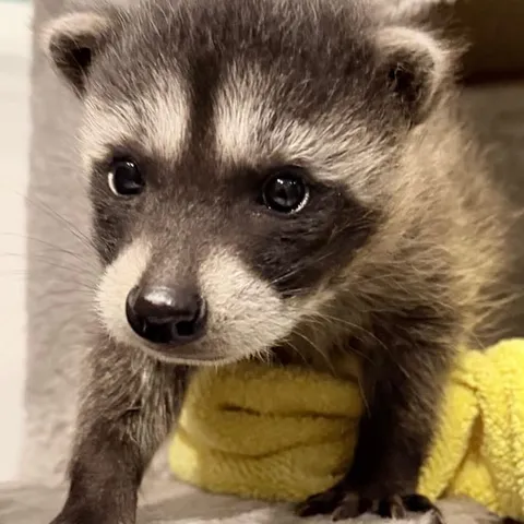 A baby raccoon looking straight at the camera with wide eyes
