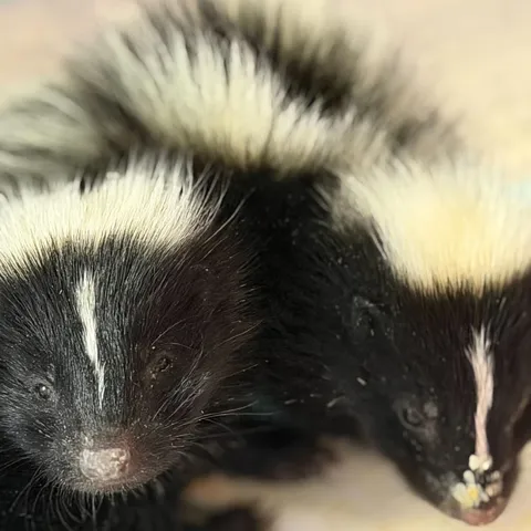 A baby skunk held gently in a gloved hand among green leaves