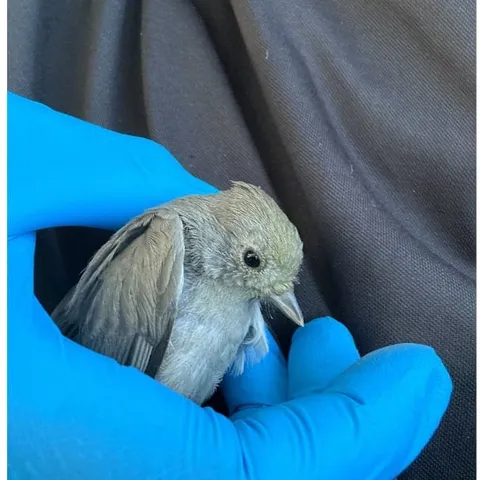 A small gray songbird cupped in a blue-gloved hand