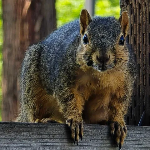 A young gray squirrel in care, holding food in both paws